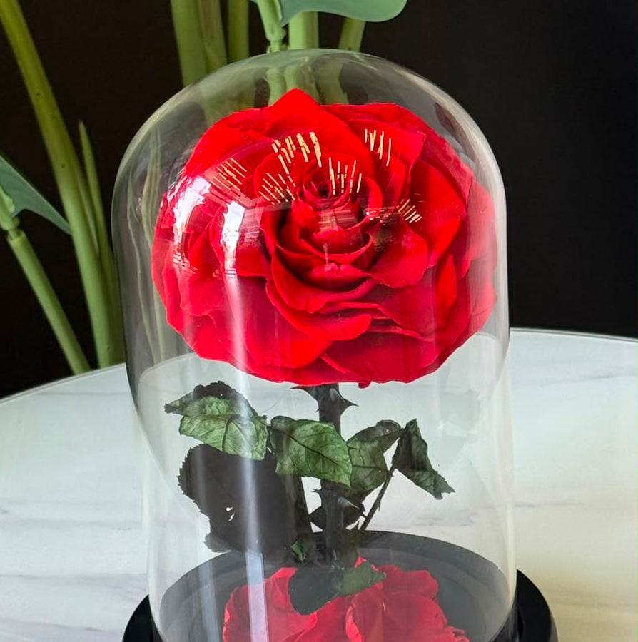 Crimson Eternity Forever Rose Dome