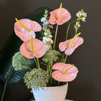 Blush Anthurium Elegance