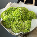 Green Hydrangea Luxe Bouquet
